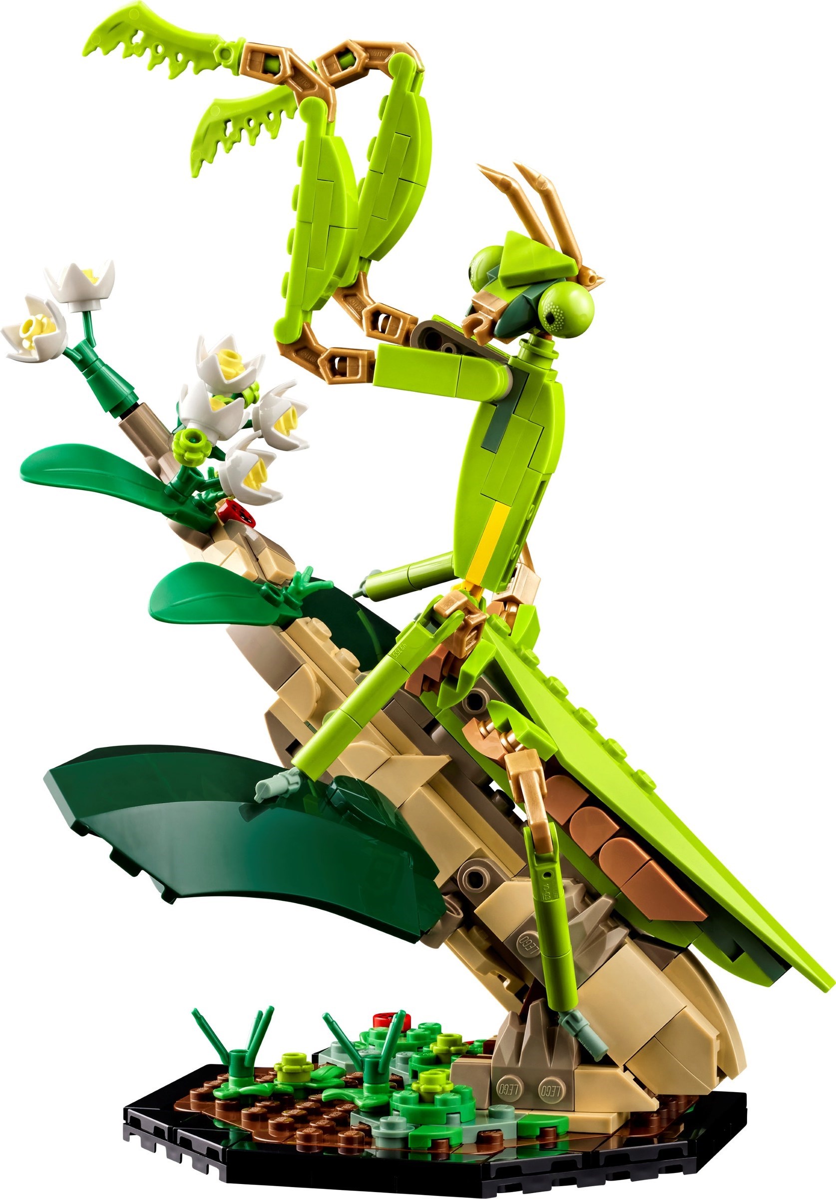 LEGO The Insect Collection 21342 chi tiết mặt trước